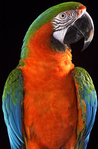 Pet Photography